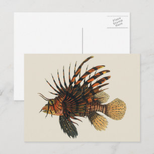 Vintage Lionfish Fish, Marine Ocean Life Animal Postcard