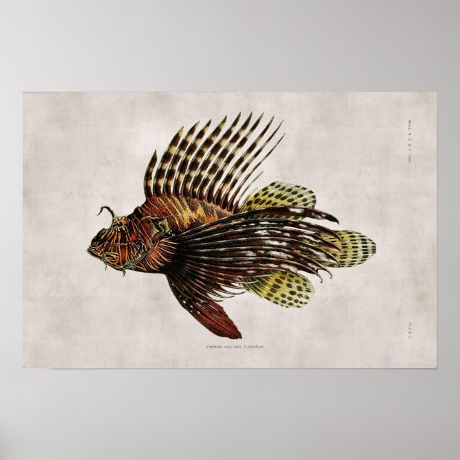 Vintage Lionfish Poster (Front)