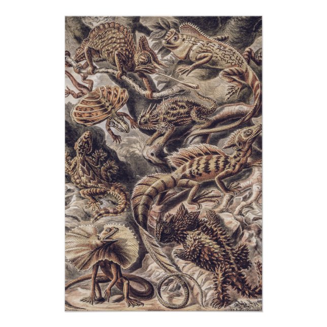 Vintage Lizard Animals by Ernst Haeckel  Poster (Front)