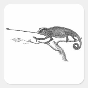 Vintage Lizard Chameleon Illustration Template Square Sticker