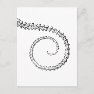 Vintage lizard skeleton postcard