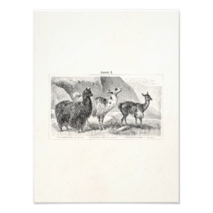 Vintage Llama Alpaca Template Llamas Alpacas Photo Print