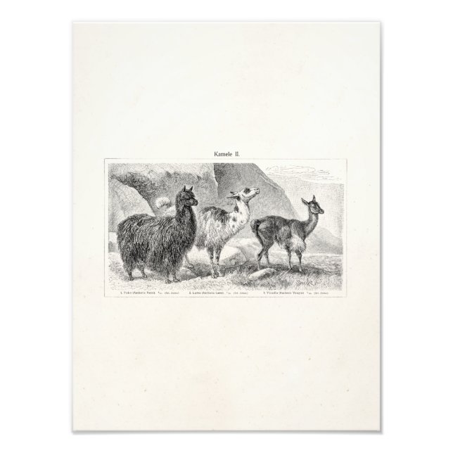 Vintage Llama Alpaca Template Llamas Alpacas Photo Print (Front)