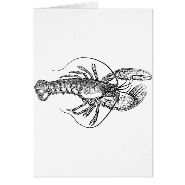 Vintage Lobster illustration (Front)