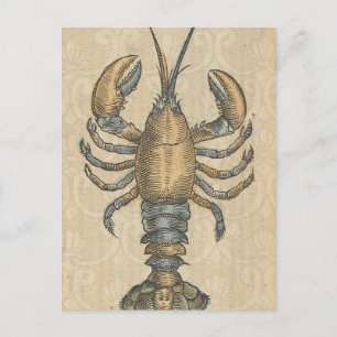 Vintage Lobster Illustration: Coastal Damask Postcard