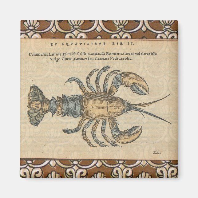 Vintage Lobster illustration Magnet (Front)