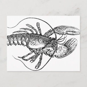 Vintage Lobster illustration Postcard