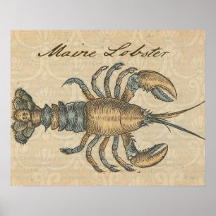 Vintage Lobster illustration Poster