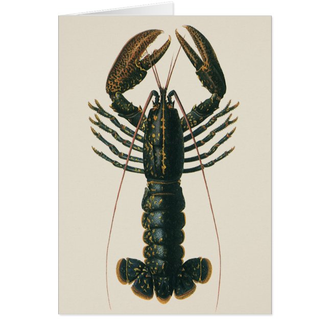 Vintage Lobster, Marine Ocean Life Crustacean (Front)