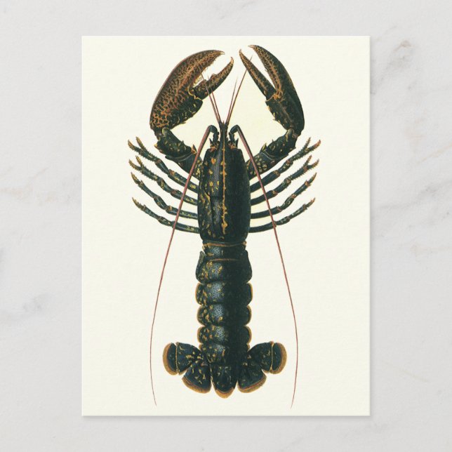Vintage Lobster, Marine Ocean Life Crustacean Postcard (Front)