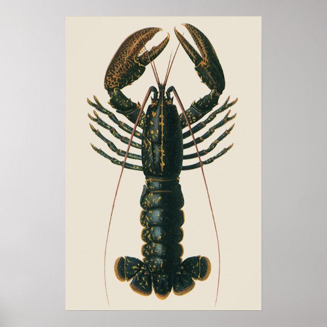 Vintage Lobster, Marine Ocean Life Crustacean Poster (Front)