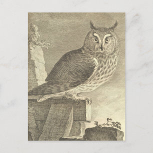 Vintage  Long Eared Owl Postcard