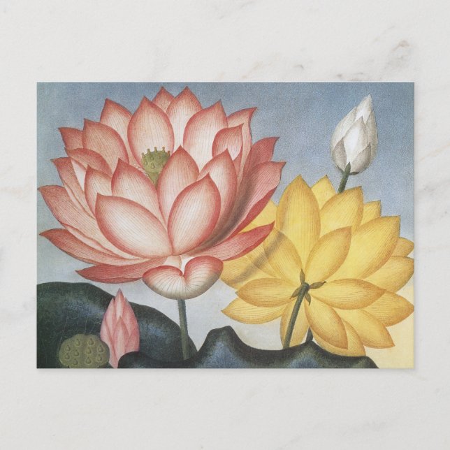 Vintage Lotus Flowers, The Sacred Egyptian Bean Postcard (Front)