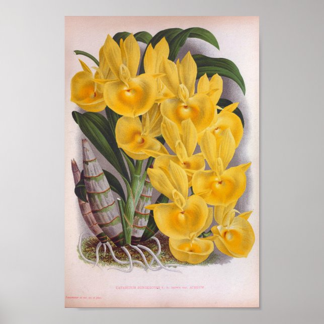 Vintage Lush Yellow Orchids Catasetum Bungerothi Poster (Front)
