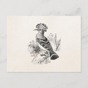 Vintage Madagascar Hoopoe Bird Personalized Birds Postcard