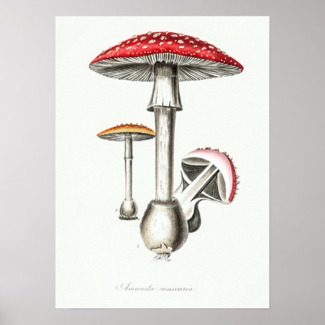 Vintage Magic Mushrooms Illustration Poster (Front)