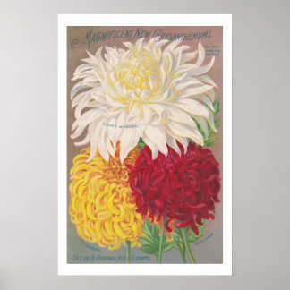 Vintage Magnificent Mums Poster