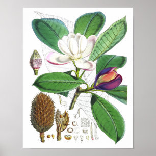 Vintage Magnolia Art Print #1 Botanical Wall Art