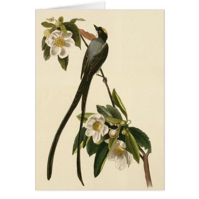 Vintage Magnolia Floral Bird Flycatcher Blank Card (Front)