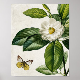 Vintage Magnolia Flower and Butterfly Wall Art