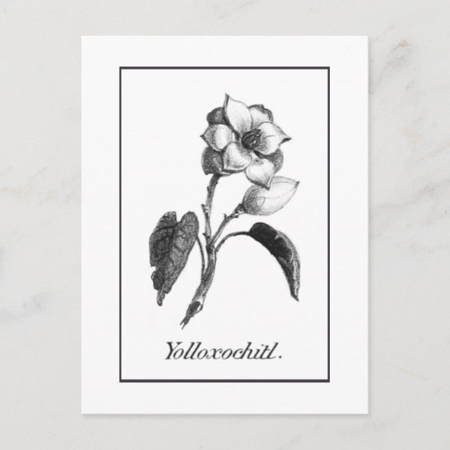 Vintage magnolia flower etching card (Front)