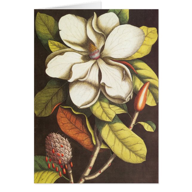 Vintage Magnolia Flowers Plant With Seeds (Front)