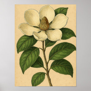 Vintage Magnolia on Weathered Paper Poster