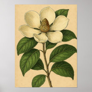 Vintage Magnolia on Weathered Paper Poster