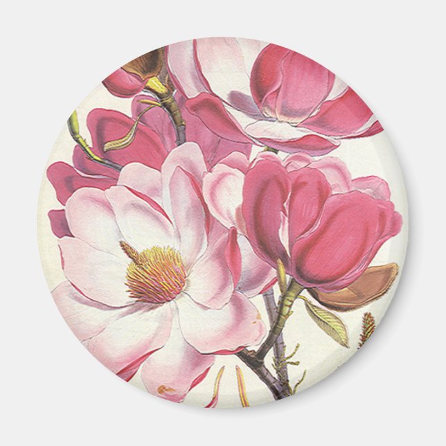 Vintage Magnolia Tree Blossom, Pink Garden Flowers Magnet (Front)