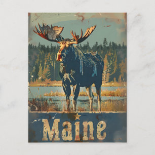 Vintage Maine Moose Postcard