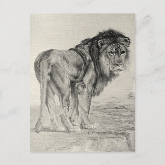 Vintage Majestic Lion Postcard (Front)