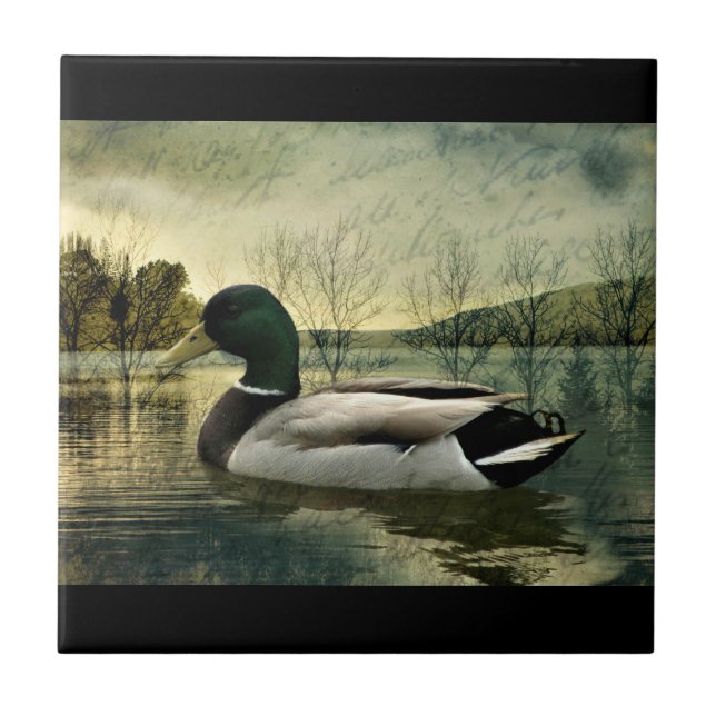 Vintage Mallard Duck Weathered Postcard Tile (Front)