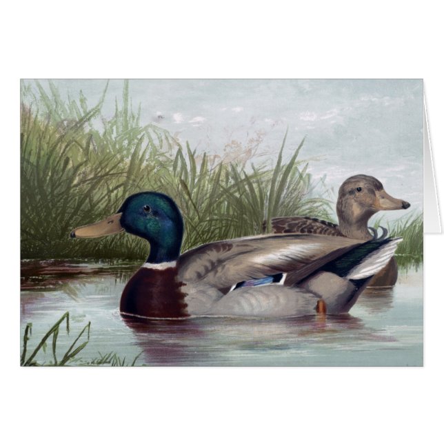 Vintage - Mallard Ducks on the Lake, (Front Horizontal)