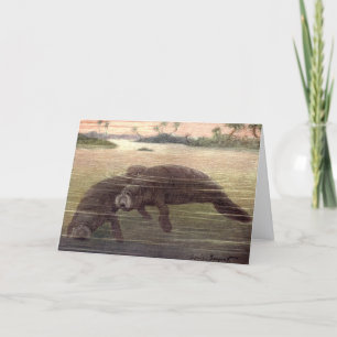 Vintage Manatees or Sea Cows, Marine Mammals Card