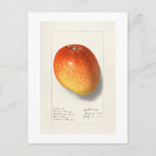 VINTAGE "MANGO" AMANDA ALMIRA NEWTON 1908 POSTCARD