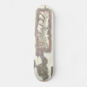 Vintage Map of Caribbean Islands (1815) Skateboard