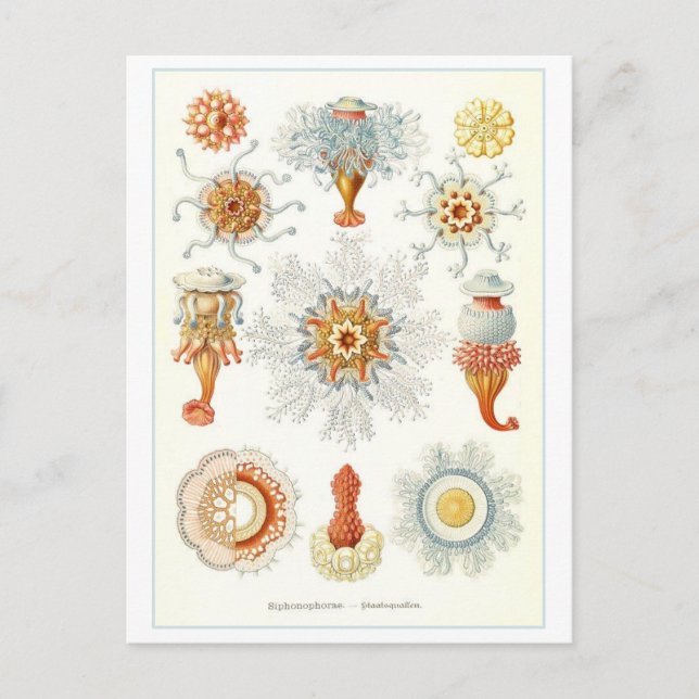 Vintage Marine Invertebrates Illustration Postcard (Front)