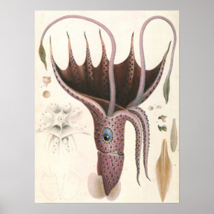 Vintage Marine Life Animals, Umbrella Squid Poster