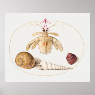 Vintage Marine Life Illustration Poster