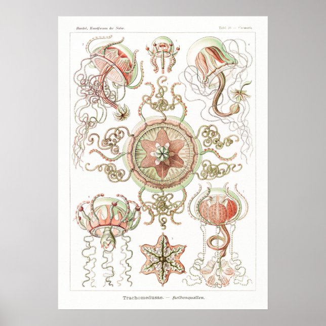 Vintage Marine Life Illustration Poster (Front)