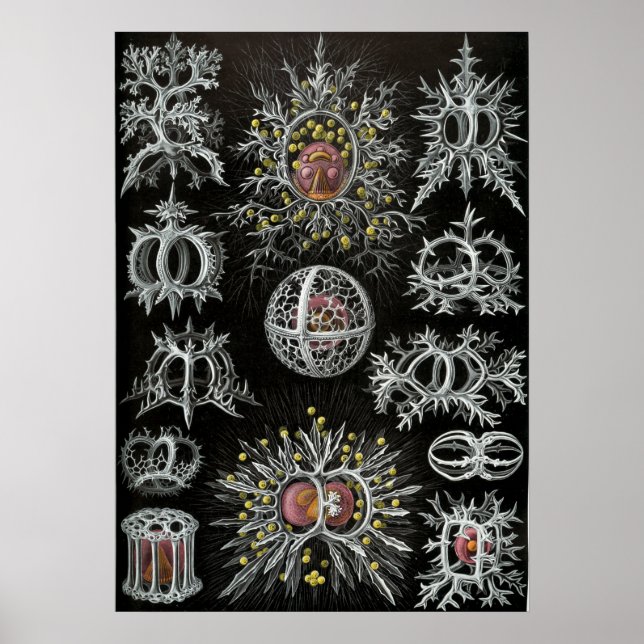 Vintage Marine Life Illustration Poster (Front)