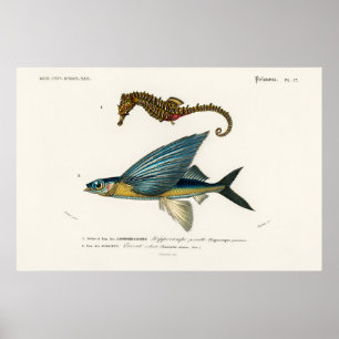 Vintage Marine Life Illustration Poster