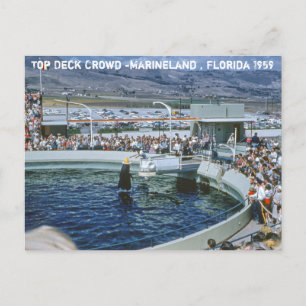 Vintage Marineland Florida Postcard