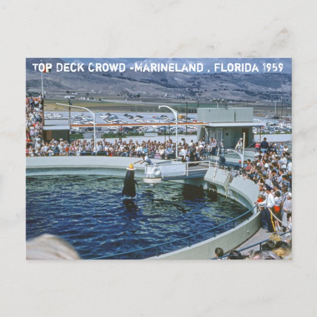 Vintage Marineland Florida Postcard (Front)