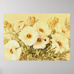 Vintage 'Matilija Poppies' - Print
