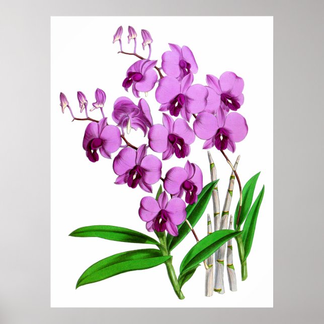 Vintage Mauve Purple Agenta Orchid Flower Poster (Front)