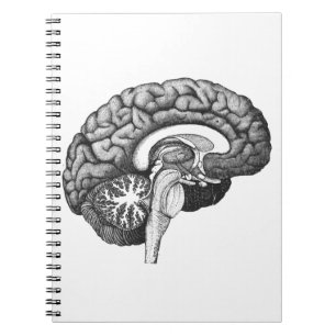 Vintage medical anatomy illustration human brain notebook