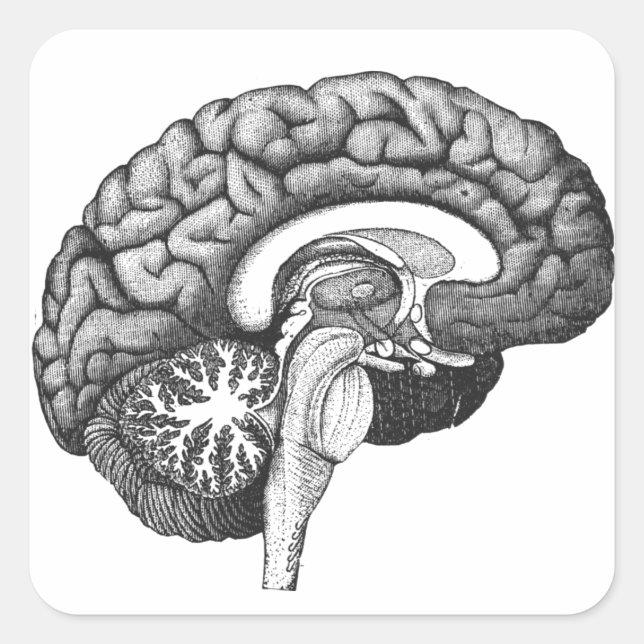 Vintage medical anatomy illustration human brain square sticker (Front)