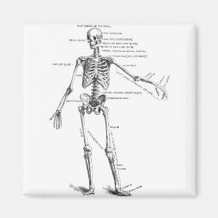 Vintage medical anatomy skeleton doctor diagram magnet