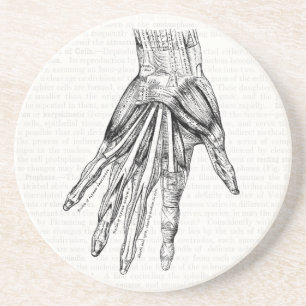 Vintage Medical Drawing Muscles of the Hand Coaster